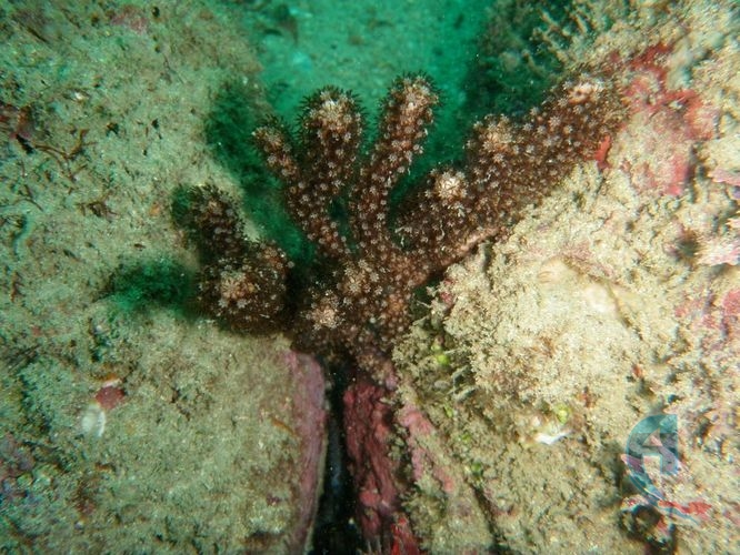 coral duro del pacifico calcaceo
